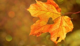 heart, leaf, autumn-1776746.jpg